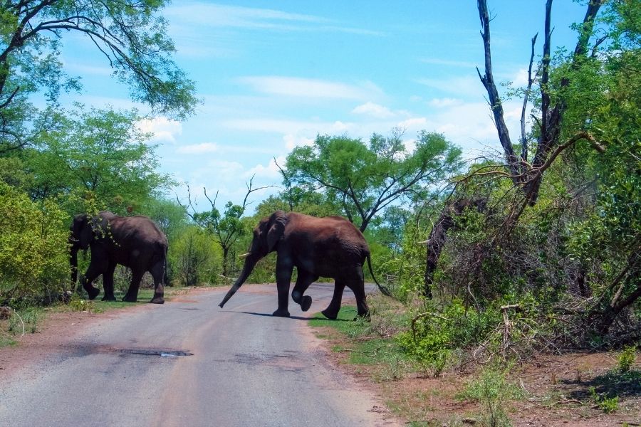 Upset Woman in a Rental Car