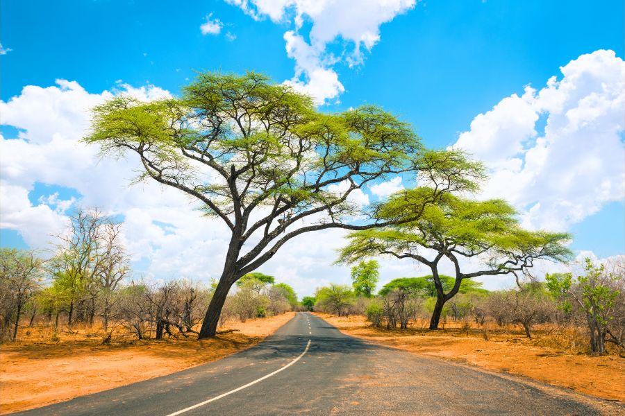 How to Choose Between Manual and Automatic for Your Zimbabwe Road Trip