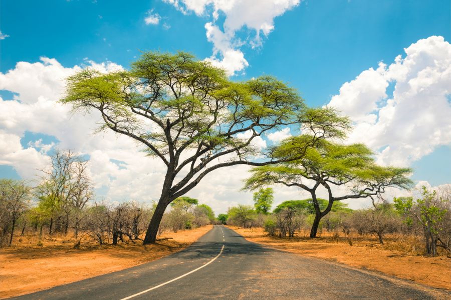 A Guide to Driving and Booking a Rental Car for Solo Travellers in Zimbabwe