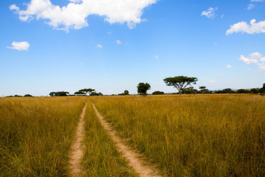 Why Renting a 4×4 in Zimbabwe is Key to an Unforgettable Safari Experience