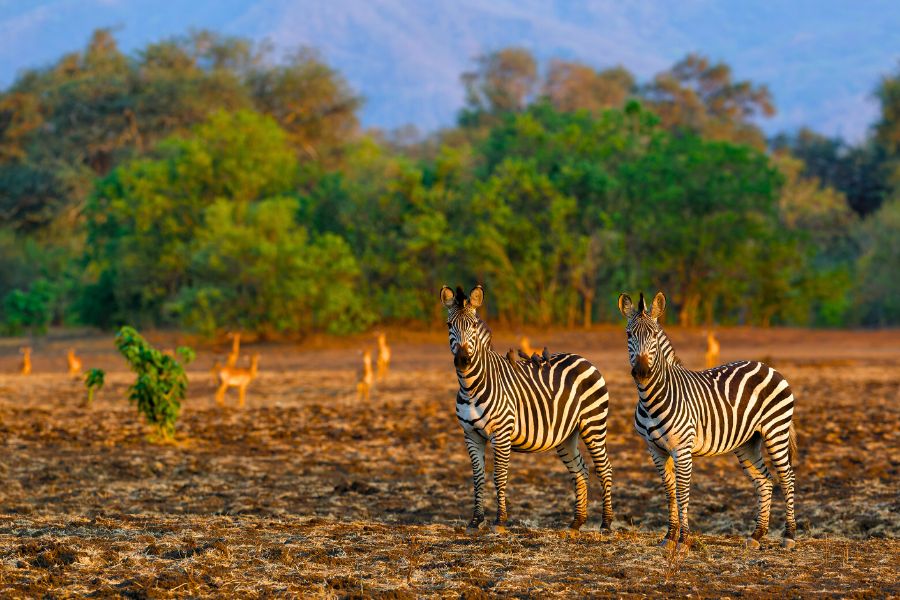 Your Family’s Adventure Guide to Exploring Zimbabwe’s National Parks